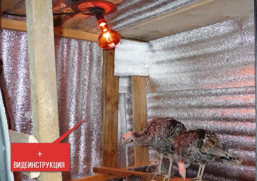 Wie organisiert man im Winter eine kompetente Beheizung des Hühnerstalls?