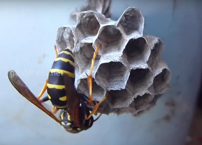 Summende kvarter: Hvorfor du ikke bør ødelægge en hvepserede