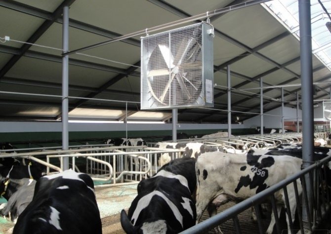 Hvordan man ventilerer stalden til dyrene: krav og nuancer af ventilation