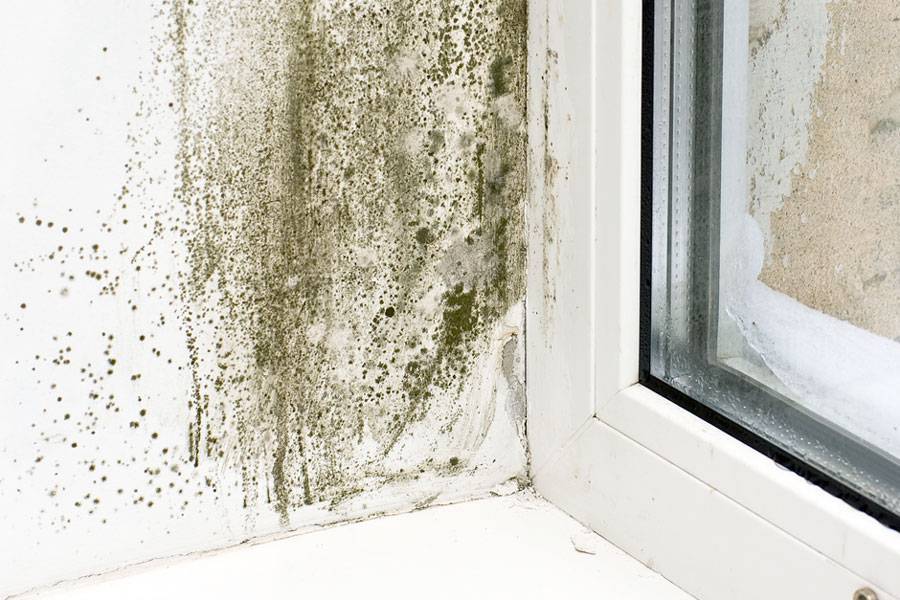 So entfernen Sie Pilze im Badezimmer schnell und dauerhaft