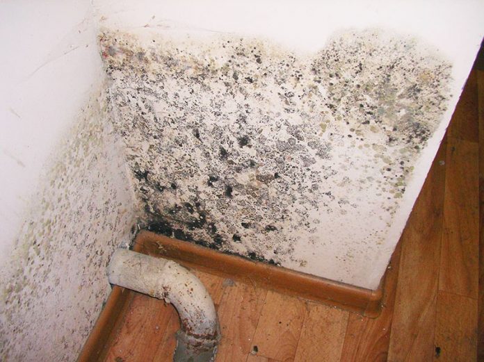 Was ist gefährlicher schwarzer Schimmel im Haus für den menschlichen Körper und wie wird man ihn los?