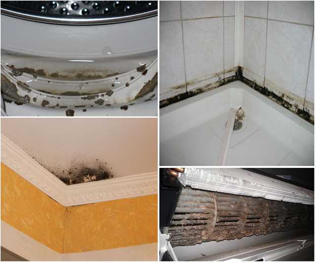 Was ist gefährlicher schwarzer Schimmel im Haus für den menschlichen Körper und wie wird man ihn los?
