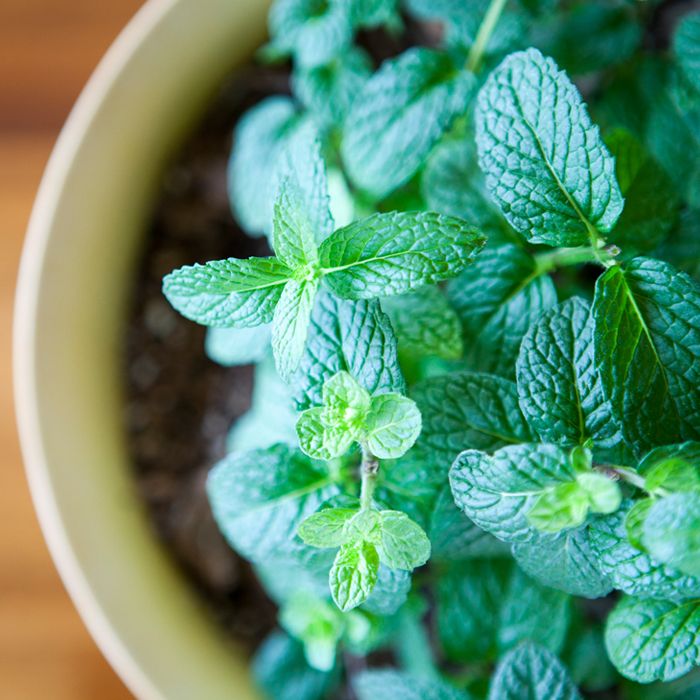 Minzrezepte zu Hause: ein bezauberndes Aroma