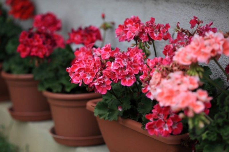 Geranium zu Hause: ein gefährlicher Feind oder eine harmlose Pflanze?