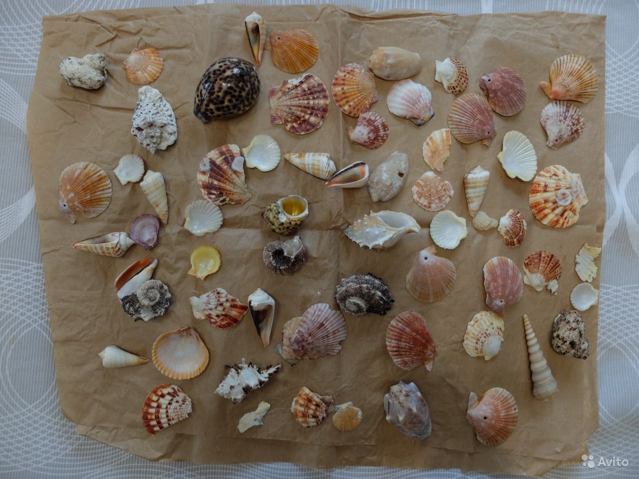 DIY-Muschelhandwerk: Schritt-für-Schritt-Meisterkurse mit Fotos