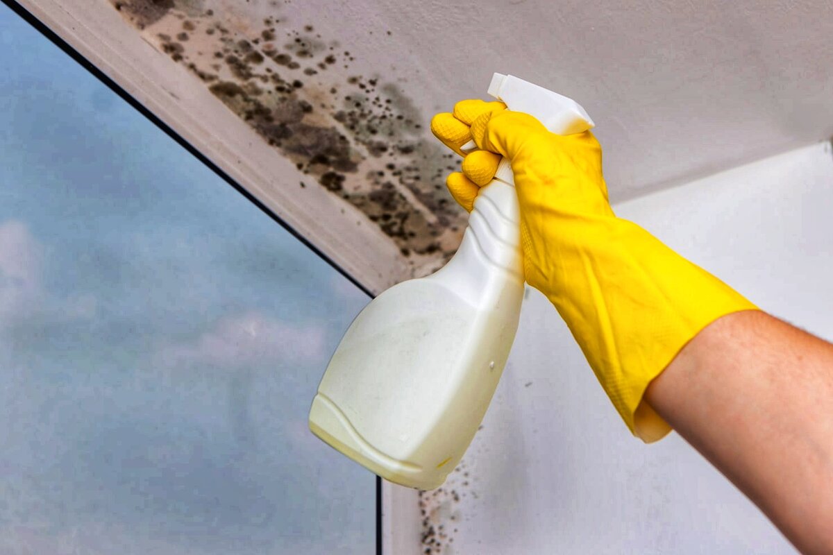Wie man Schimmel im Badezimmer zu Hause loswird