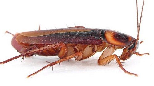 9 Möglichkeiten, Ammoniak zu verwenden, um die Reinigung zu vereinfachen