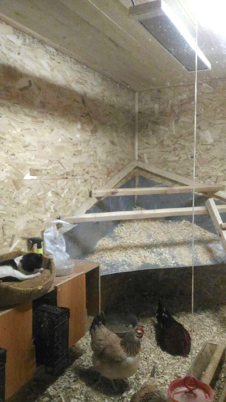Hühnerstall im Winter heizen: Heizmethoden und geeignete Arten von Elektrogeräten