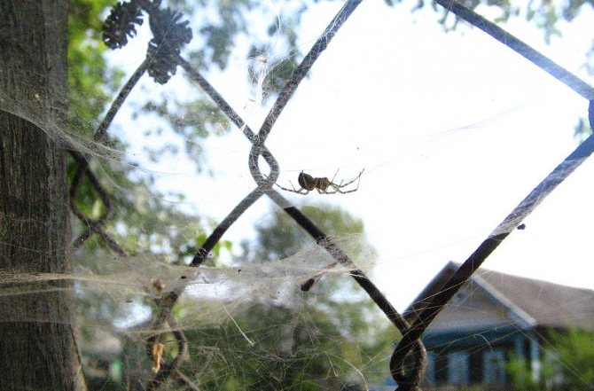 Was bedeutet es, eine Spinne zu töten - Volkszeichen, mögliche Interpretationen