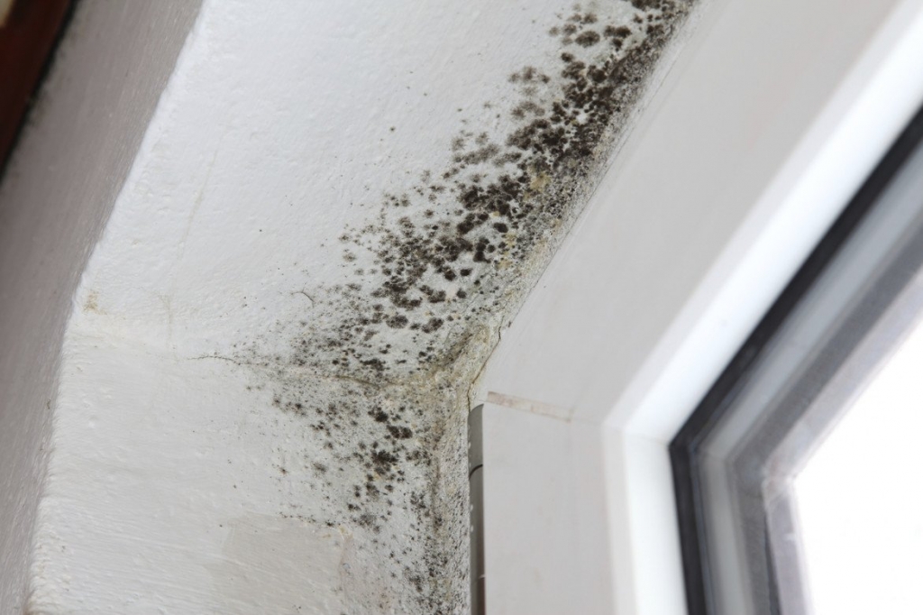 Welche Krankheiten können einen Pilz an den Wänden verursachen? Schimmel im Haus: Schaden für die menschliche Gesundheit. wie man schimmel vorbeugt