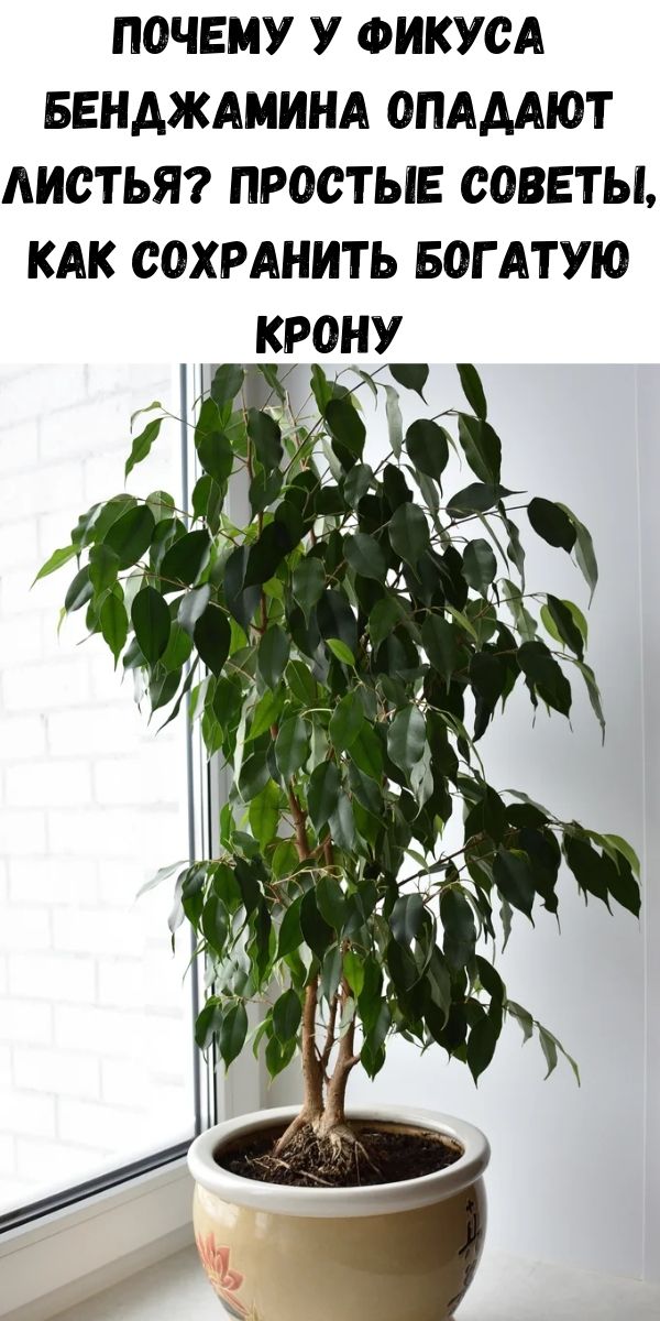 Ist es möglich, Ficus zu Hause zu halten, Nutzen oder Schaden?