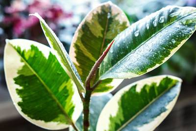 Ven eller farlig fjende: hvorfor ficus ikke bør holdes hjemme