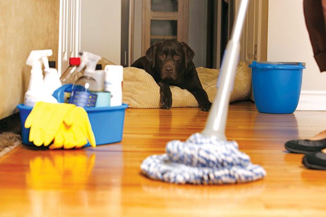 So wischen Sie Böden per Hand und mit dem Wischmopp streifenfrei: Tipps für Linoleum, Laminat, Parkett, Fliesen