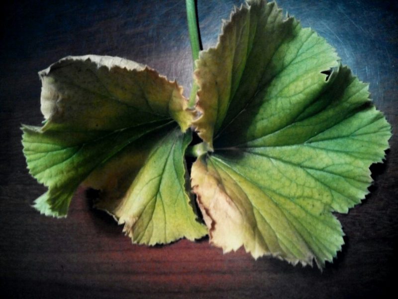 Geranium zu Hause: ein gefährlicher Feind oder eine harmlose Pflanze?