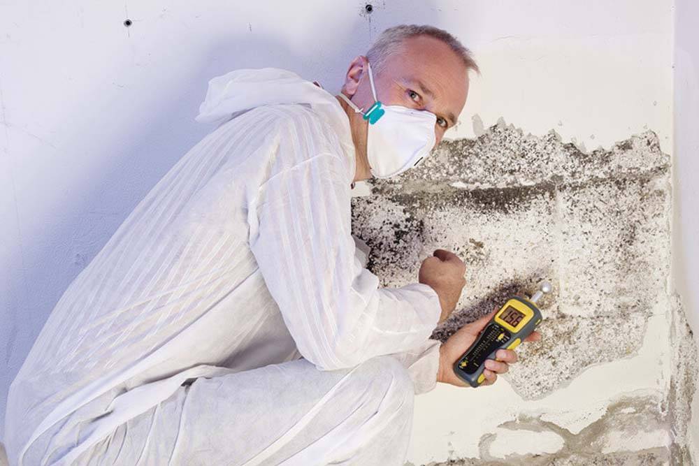Schimmel an der Wand in der Wohnung: Was tun, wie den Pilz loswerden