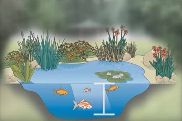So bauen Sie einen Teich mit Ihren eigenen Händen: Anweisungen zum Erstellen und Pflegen eines Teichs auf einem persönlichen Grundstück