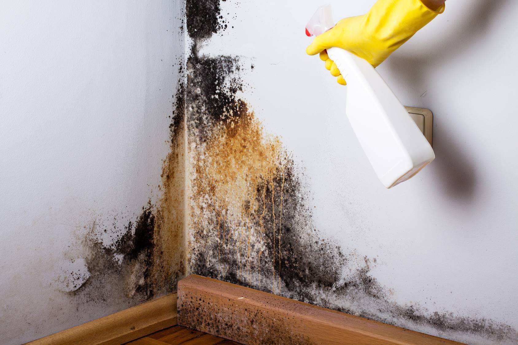 Schimmel auf Holz: Wie man ihn vorbeugt, wie man mit Pilzen auf Holz umgeht