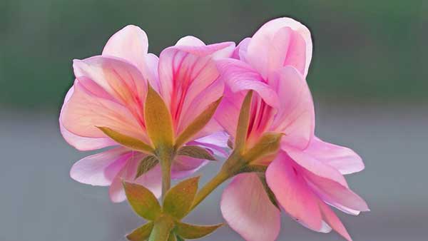 Geranium zu Hause: ein gefährlicher Feind oder eine harmlose Pflanze?