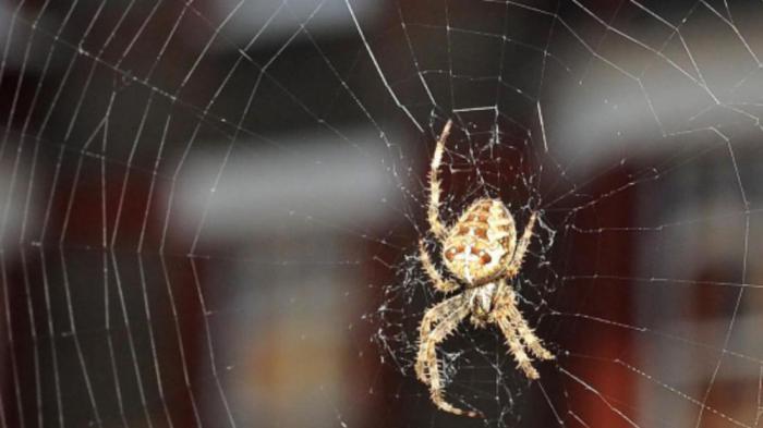 Hvorfor du ikke kan dræbe edderkopper: tegn og reelle fakta