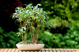 Freund oder gefährlicher Feind: Warum Ficus nicht zu Hause bleiben sollte