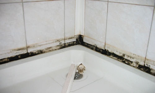 So entfernen Sie Pilze im Badezimmer: Die besten Methoden zur Entfernung von Pilzen im Überblick