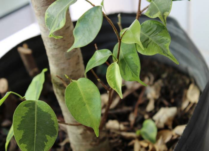 Freund oder gefährlicher Feind: Warum Ficus nicht zu Hause bleiben sollte