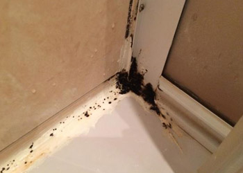 Schimmel im Badezimmer loswerden: effektive Methoden