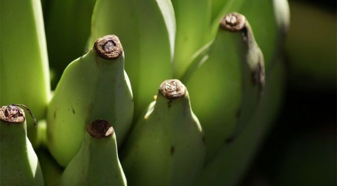 Häufiger Fehler: Warum Bananen nicht im Kühlschrank aufbewahrt werden können