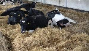 So machen Sie eine Belüftung in einem Stall für Tiere: Anforderungen und Nuancen bei der Anordnung der Belüftung