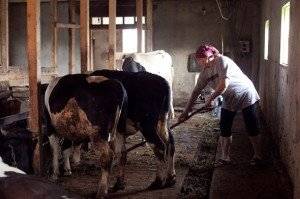 So machen Sie eine Belüftung in einem Stall für Tiere: Anforderungen und Nuancen bei der Anordnung der Belüftung