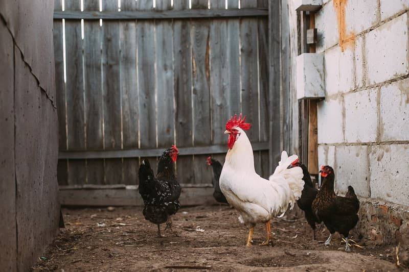 Opvarmningsanordninger til opvarmning af kyllinger i fjerkræstalde