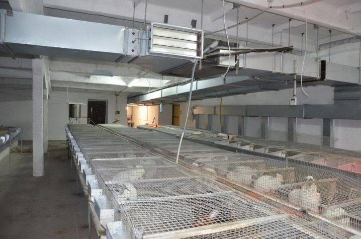 Ekstraktor i hønsehuset: de bedste måder at forbedre ventilationssystemet i hønsehuset på