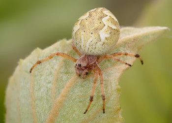 Hvorfor du ikke kan dræbe edderkopper: tegn og reelle fakta
