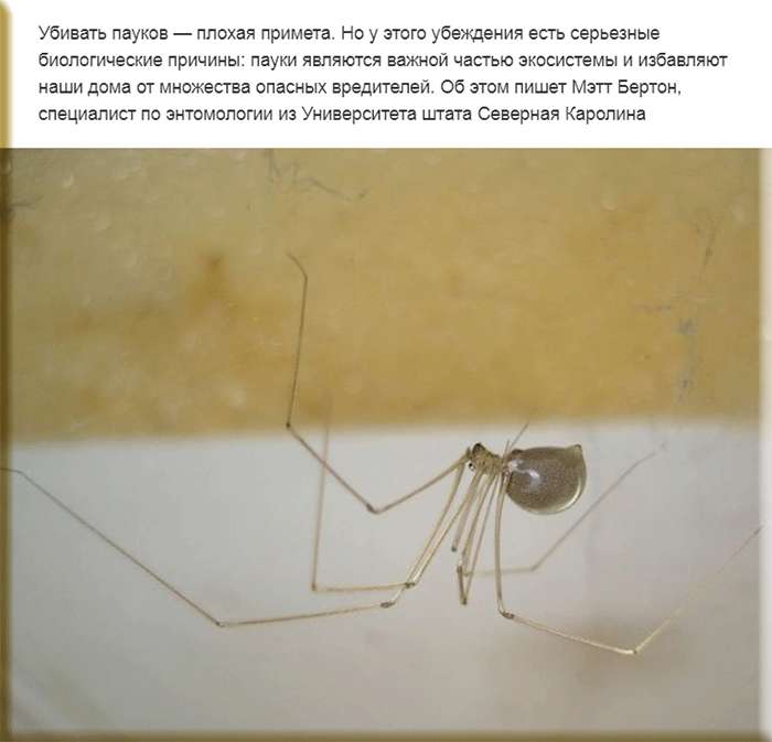 Zeichen: Eine Spinne im Haus ist gut oder schlecht, warum kannst du keine Spinnen zu Hause töten? warum spinnen im haus auftauchen, viele spinnen und spinnweben: volkszeichen und aberglaube. Warum kriecht eine Spinne über eine Person: über den Körper, die Kleidung, den rechten, linken Arm, die Schulter, das Bein?