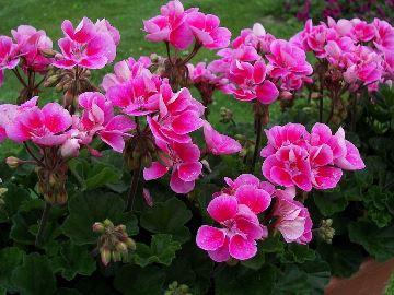 Geranium derhjemme: en farlig fjende eller en harmløs plante?