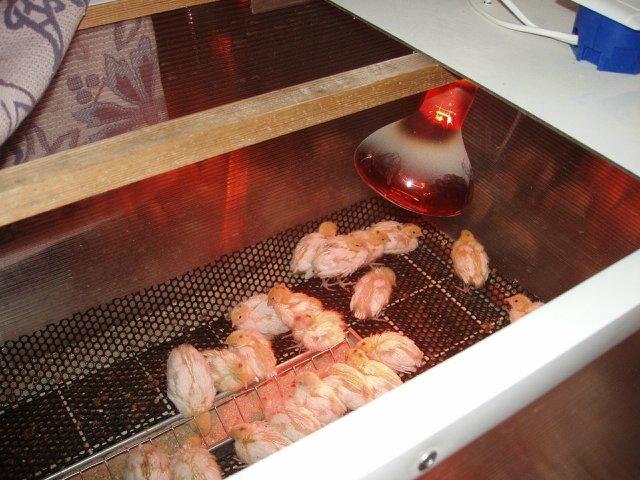Infrarotlampe zum Heizen des Hühnerstalls im Winter: Die Vorteile der Verwendung und Platzierungsregeln