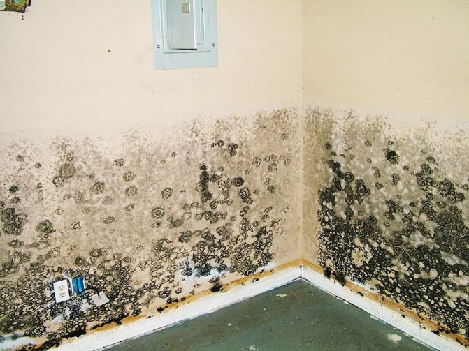 Was ist die Gefahr von Schimmel und Pilzen an Wänden und Decken in einer Wohnung, einem Haus, wie wirken sie sich auf die menschliche Gesundheit aus?