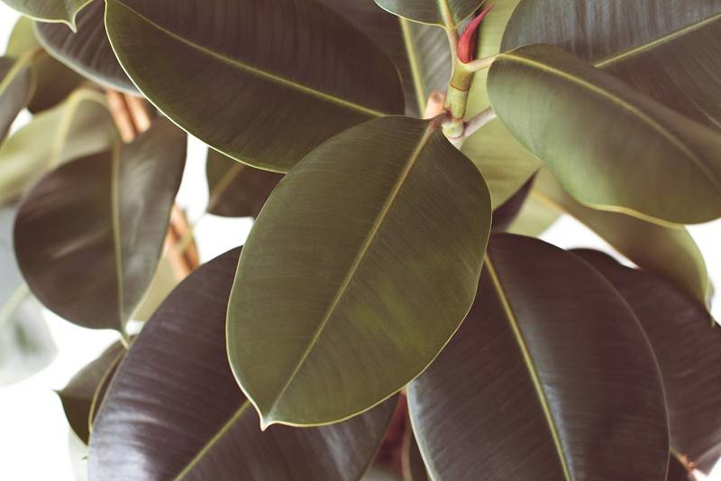 Zeichen und Aberglaube: Ist der Ficus im Haus ein Hexenbaum oder ein Symbol des Wohlbefindens?