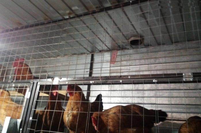 Gør-det-selv ventilation i et hønsehus om vinteren: de bedste ordninger og finesser i arrangementet