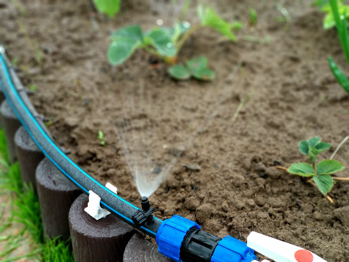 Wie wir auf dem Land ein automatisches Bewässerungssystem gebaut haben. Vor- und Nachteile der Tröpfchenbewässerung, Foto -