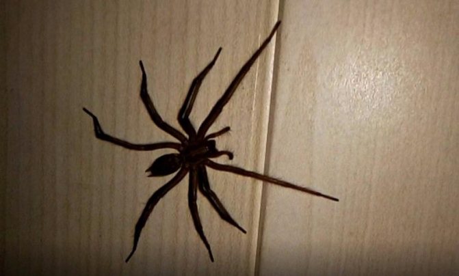 Was das Töten von Spinnen verspricht - Zeichen und Überzeugungen