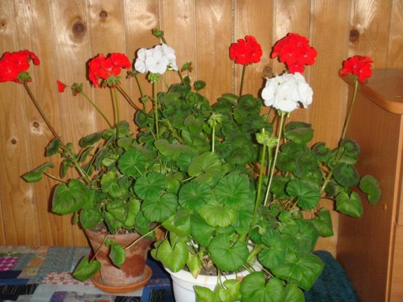 Nutzen und Schaden von Geranien im Haus: die chemische Zusammensetzung und die Eigenschaften einer Zimmerpflanze für die menschliche Gesundheit sowie warum die Blume gefährlich ist und in einer Wohnung aufbewahrt werden kann?