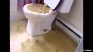Hvad sker der, hvis du smider gær i toilettet?