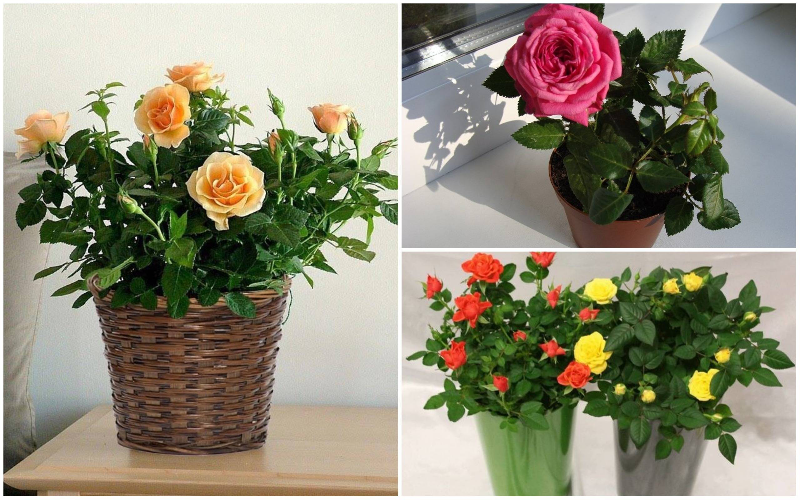 Schilder - Blumen zu Hause: Ist es möglich und welche zu behalten, warum keine künstlichen?